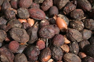 argan 8