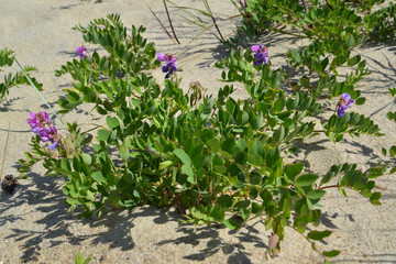 Blossoming ranks seaside (Lathyrus maritimus L. )
