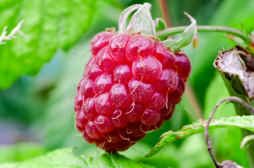 raspberry in a garden
