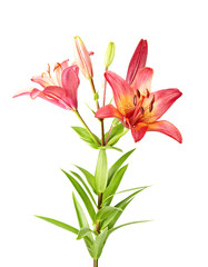 Purple lily isolated on white background