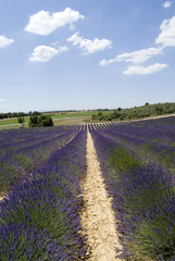 Fototapeta na wymiar Lavender fields, Valensole, France