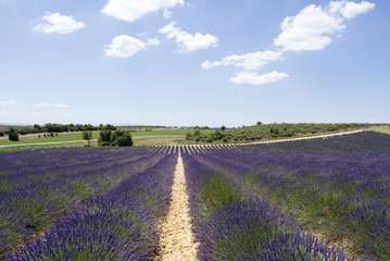 Naklejka na ściany i meble Plateau Valensole in Provence, France