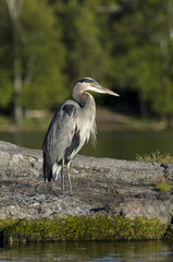 Fototapeta premium Blue Heron