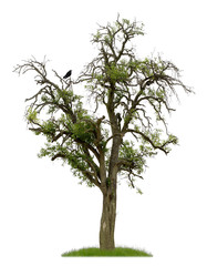 Uralter Birnbaum mit Rabe als Freisteller