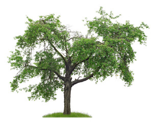 Fototapeta na wymiar Freigestellter Kirschbaum mit unregelmäßiger Krone