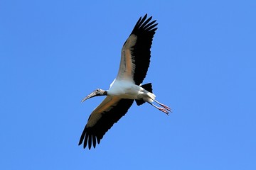 Fototapeta na wymiar Wood Stork In Flight