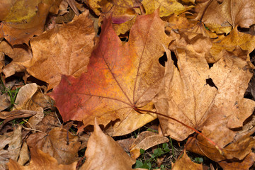 impression of leaves and autumn colors