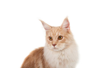 Red Maine coon portrait
