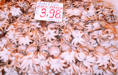 Calamary on fish market