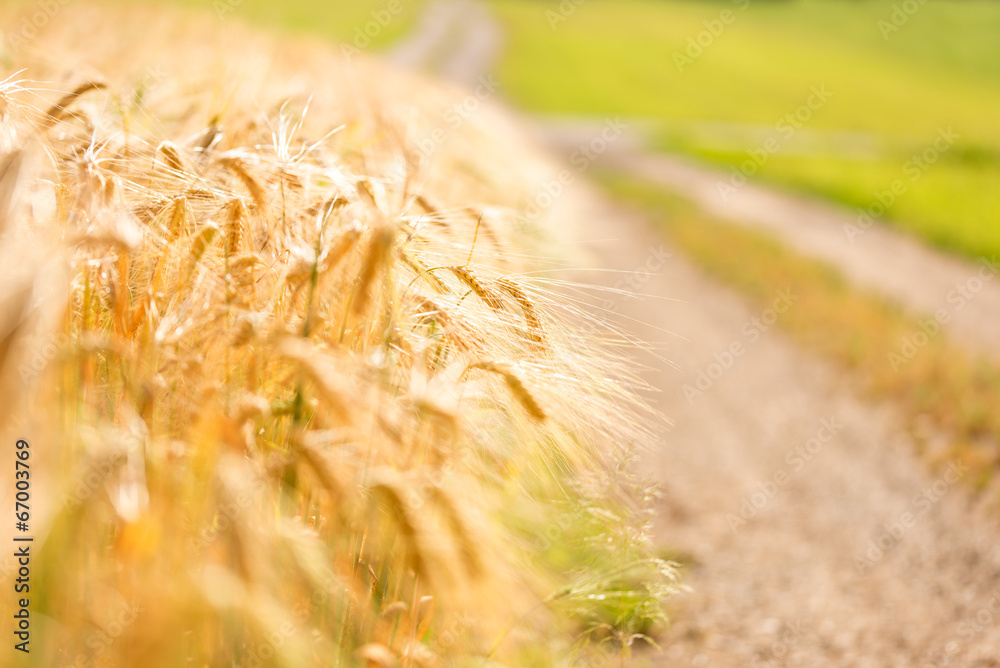 Wall mural Wheat field edge