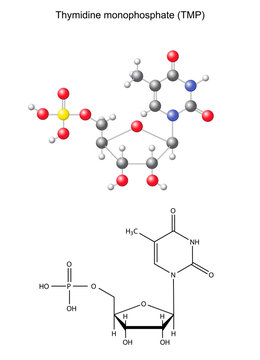 Structural chemical formula and model of thymidine monophosphate