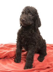 Alert Brown Labradoodle