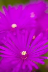 Fototapeta premium Pink and yellow flowers of succulent plant