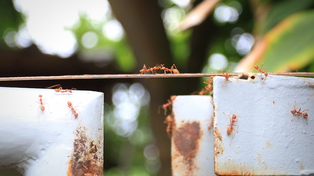 Red ant on the wood bridge