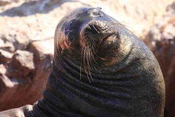 foca isole ballestas penisola di paracas perù