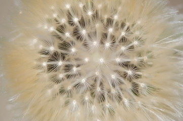Closeup of dandelion seed head