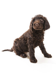 Labradoodle Looking Up