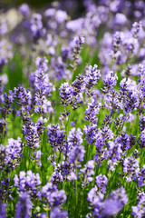 Lavendel