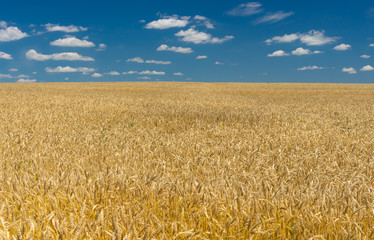 Fototapeta premium Ukrainian summer landscape with wheat field and blue sky