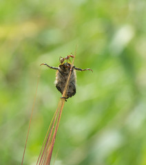 Fat beetle rocks on a spikelet and sings la-la-la