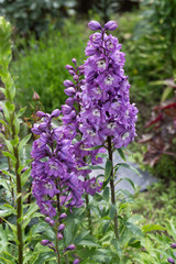 Purple Delphinium Flower in Garden