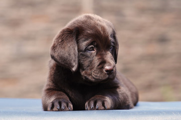 Two month puppy of labrador