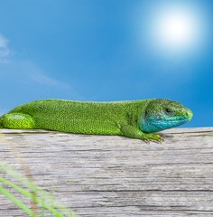 Smaragdeidechse nimmt ein Sonnenbad