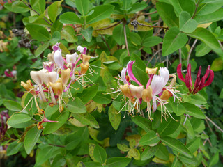 Waldgeißblatt - Lonicera periclymenum