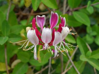 Waldgeißblatt - Lonicera periclymenum