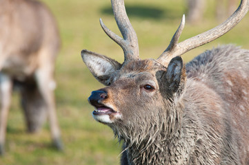 portrait of a belling stag