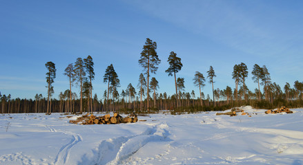 Брянский лес © pupulica