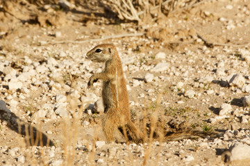 Erdhörnchen am Loch
