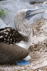 Blue-footed Booby (Sula nebouxii)