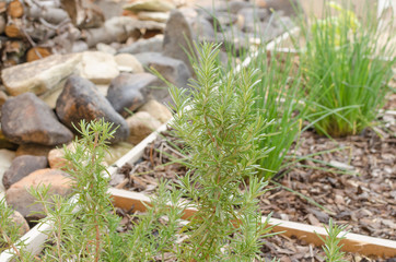 Thyme on garden