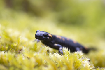 Fire salamander amphibian on green moss