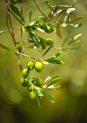 Olive tree with olives