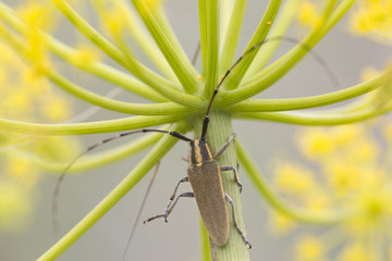 Longhorn beetle insect on green plant stem