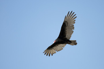 Vulture Soaring