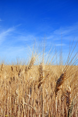 France - Valensole - Blés