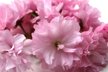 Cerisier à fleurs