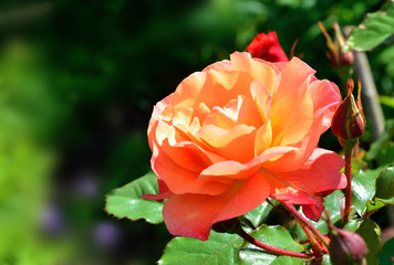 Summer bright flowers. Sunny day.