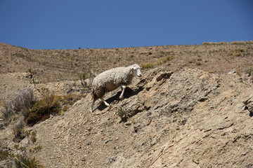 Sheep climbing the rock in the mountain of Andes