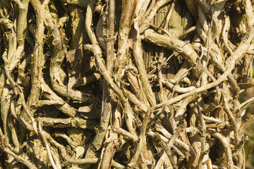 Hedera helix , close up of tangled ivy vines without leaves.