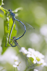 Blue damselflies mating