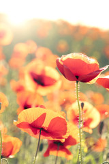 Meadow with beautiful bright red poppy flowers in spring