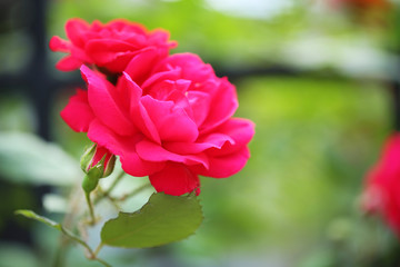 Beautiful rose on green bush