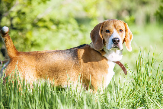 Purebred beagle portrait in green grass