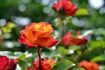 Summer bright flowers. Sunny day.
