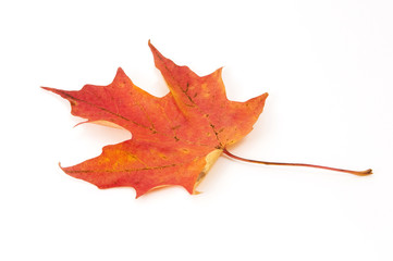 Naklejka premium Autumn Leaf on White