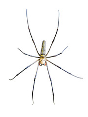 Golden Orb Spider (Nephila pilipes)